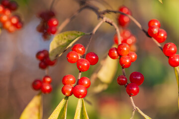 A close-up of a beautiful little tree fruit in autumn