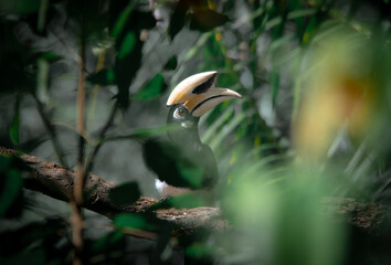 An oriental pied hornbill standing on a tree alone waiting for hunting an insect in the Khao Yai National Park of Thailand. The wildlife of the national park.