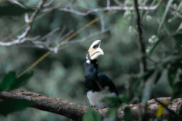 An oriental pied hornbill standing on a tree alone waiting for hunting an insect in the Khao Yai National Park of Thailand. The wildlife of the national park. © jerd nakata