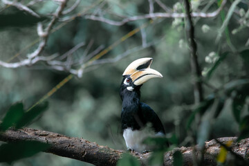 An oriental pied hornbill standing on a tree alone waiting for hunting an insect in the Khao Yai National Park of Thailand. The wildlife of the national park.