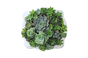 Obraz premium Close up mixed small cactus plant in pot overhead or top view isolated