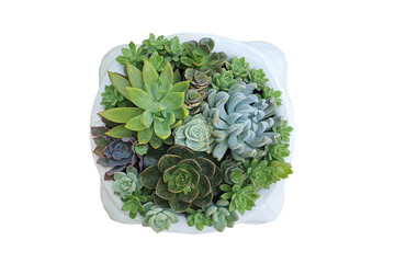 Close up mixed small cactus plant in pot overhead or top view isolated