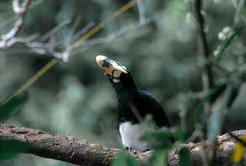 An oriental pied hornbill standing on a tree alone waiting for hunting an insect in the Khao Yai...