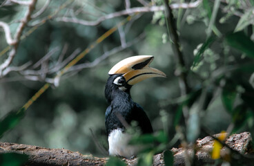 An oriental pied hornbill standing on a tree alone waiting for hunting an insect in the Khao Yai...