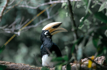 An oriental pied hornbill standing on a tree alone waiting for hunting an insect in the Khao Yai...