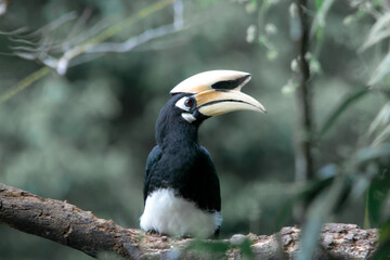 An oriental pied hornbill standing on a tree alone waiting for hunting an insect in the Khao Yai National Park of Thailand. The wildlife of the national park.