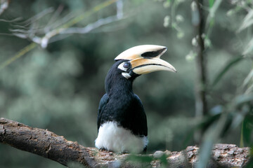 An oriental pied hornbill standing on a tree alone waiting for hunting an insect in the Khao Yai National Park of Thailand. The wildlife of the national park.