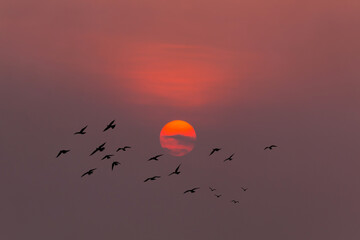 Amazing silhouette of flying birds at sunset