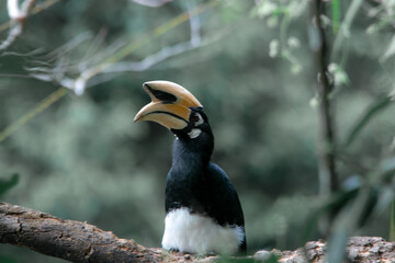 Naklejka premium An oriental pied hornbill standing on a tree alone waiting for hunting an insect in the Khao Yai National Park of Thailand. The wildlife of the national park.