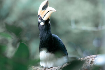 An oriental pied hornbill standing on a tree alone waiting for hunting an insect in the Khao Yai National Park of Thailand. The wildlife of the national park.