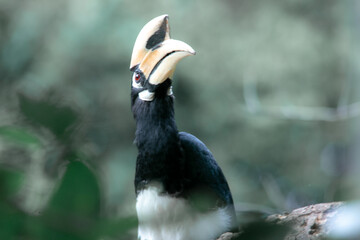 An oriental pied hornbill standing on a tree alone waiting for hunting an insect in the Khao Yai National Park of Thailand. The wildlife of the national park.