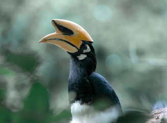 An oriental pied hornbill standing on a tree alone waiting for hunting an insect in the Khao Yai National Park of Thailand. The wildlife of the national park. © jerd nakata