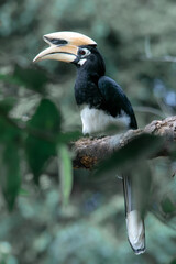 An oriental pied hornbill standing on a tree alone waiting for hunting an insect in the Khao Yai National Park of Thailand. The wildlife of the national park.