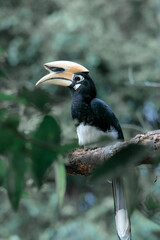 An oriental pied hornbill standing on a tree alone waiting for hunting an insect in the Khao Yai National Park of Thailand. The wildlife of the national park.