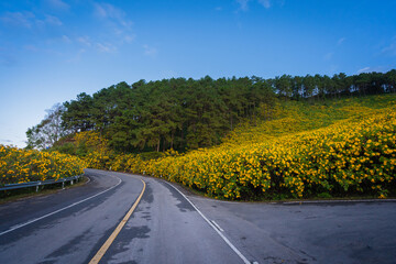Beautiful landscape Yellow flowers are Mexican sunflowers or Tithonia Diversifolia onTung Bua Tong Mountain with Mexican sunflower field on Doi Mae U-Kho in Mae Hong Son, Thailand.