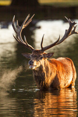 Red deer stag cooling off in a pond in the late autumn sun during the annual deer rut in London	