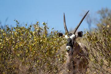 Gemsbok or oryx grazing in the Kalahari desert in South Africa
