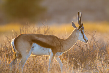 Springbuck living in the heat of the Kgalagadi transfrontier park in South Africa