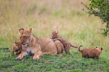 Naklejka na ściany i meble Lions cubs playing under the protection of their mother in the Masai Mara in Kenya