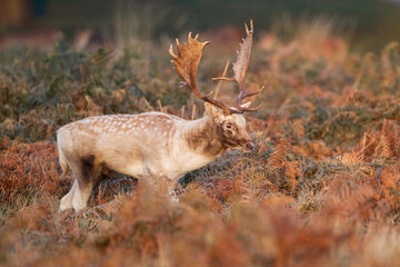 Fallow Deer stag walking through the bracken in a London Park