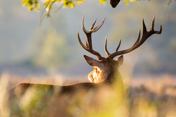 Red deer stag in the late autumn sun during the annual deer rut in London	