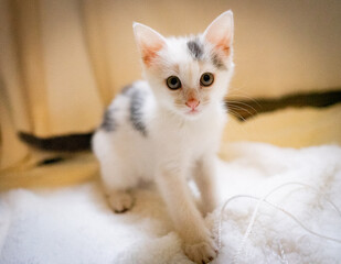 Black and white kitten
