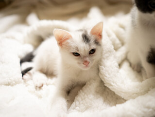 Black and white kitten