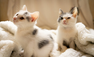 Black and white kitten