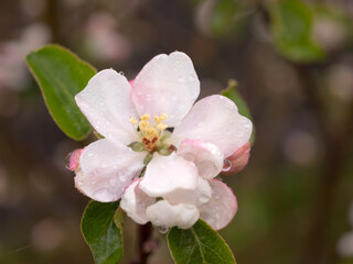 blooming apple tree in spring