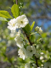 branches of a apple tree in spring
