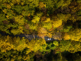 Cars are passing by the forest road colored with autumn leaves. 가을, 단풍, 도로, 자동차