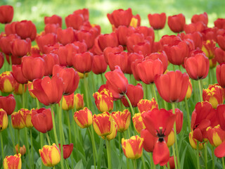 Obraz premium red tulips on a sunny day