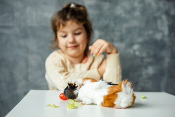 White-orange-black guinea pig sit on table and eat cherry tomato and lettuce, selective focus. Cute little girl of kindergarten age blurred on background. Cavy feeding. Look after pets