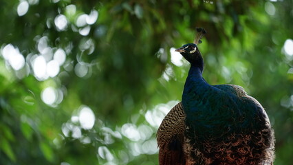 peacock