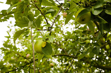 Ripe apples on a tree in a garden. Organic apples hanging from a tree branch in an apple orchard