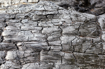 Burnt tree bark background. Tileable texture of burnt wood. Selective focus