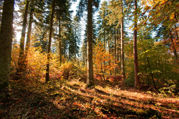 Fôret bretonne à l'automne