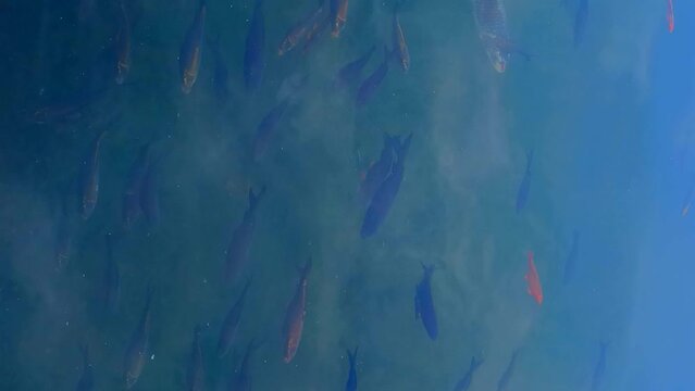 Multicolored tropic fishes is swimming in the water