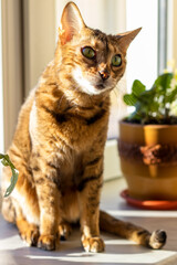 Bengal cat with a funny expression of the muzzle sits on the windowsill