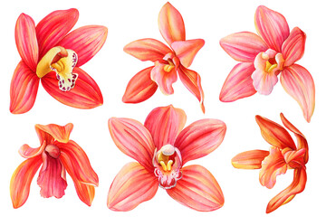 Naklejka na ściany i meble Flowers set. Orchid flower on isolated background, watercolor botanical illustration, tropical floral