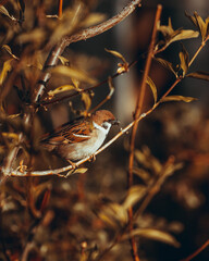 sparrow on a branch
