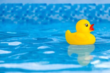 Yellow cute rubber duck swim in pool.