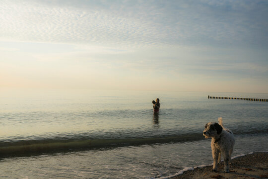 Girl wading in tranquil ocean with dog at sunset, Torfbruecke, Germany
