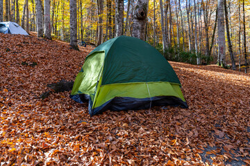 Camping tent on fallen yellow leaves in the forest in autumn