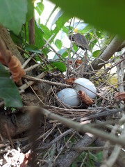 bird nest on a tree, bird egg, bird nest, bird nest with egg, bird nest with bird egg,