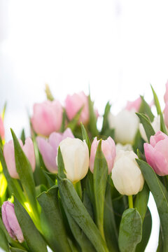 Beautiful pink and white tulip with space on blurred background, vertical style, spring season concept