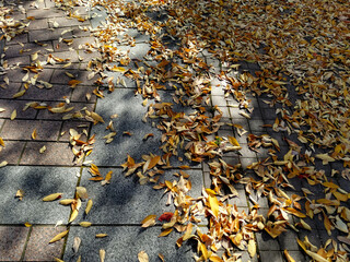 Obraz premium アスファルトと落ち葉