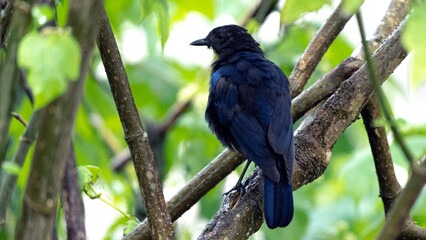 bird on a branch