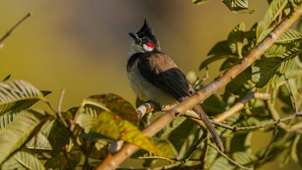 bird on a branch