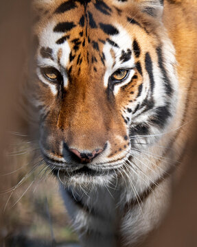The eye of a tiger